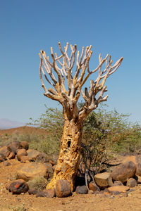 Dead tree on rock against sky