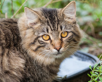 Close-up of cat