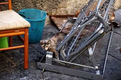 Cat on chair