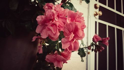 Close-up of pink flowers