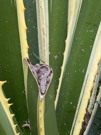High angle view of lizard on leaf