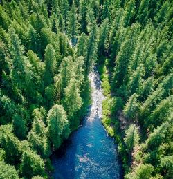 High angle view of pine trees in forest