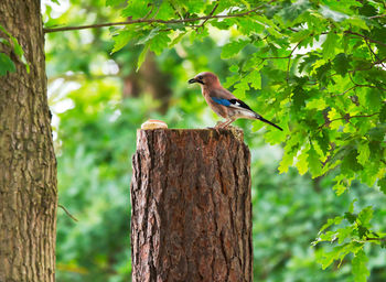 Bird perching on tree trunk