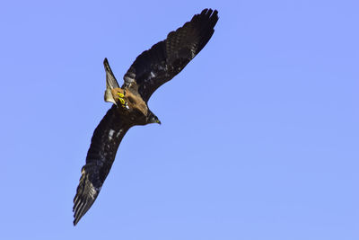 Low angle view of eagle flying in sky