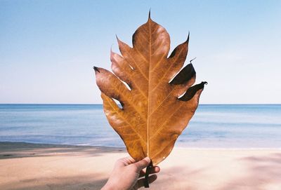 Cropped hand holding dry leaf at beach against clear sky