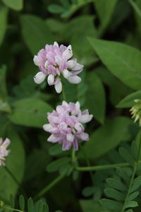 Close-up of purple flowering plant