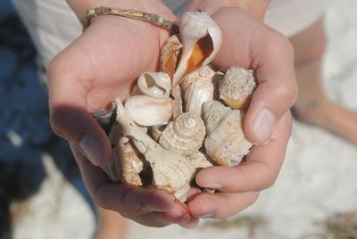 Close-up of hand holding shell
