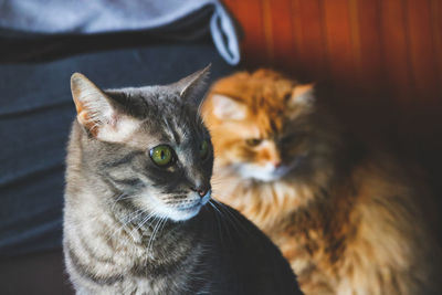 Close-up portrait of a cat