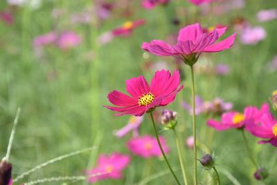 Close-up of pink flowers