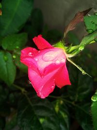 Close-up of wet pink flower blooming outdoors