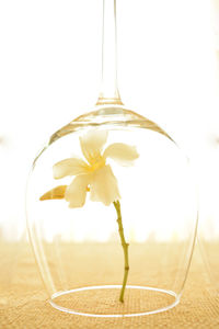 Close-up of flower on table