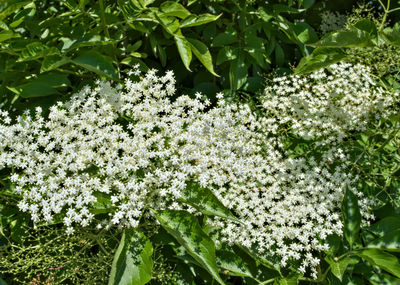 Close-up of white flowers blooming on tree