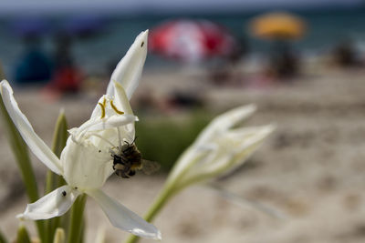 Close-up of insect on flower