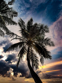 Low angle view of palm tree against sky