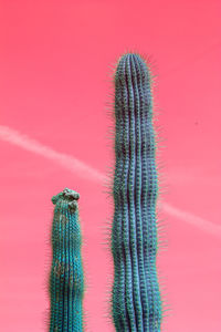 Close-up of cactus plant against red wall