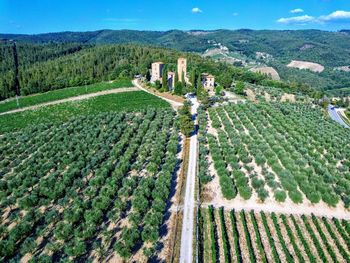 High angle view of agricultural field