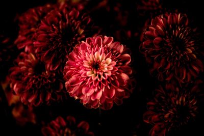 Close-up of red flowers