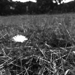 Close-up of white flowers blooming in field