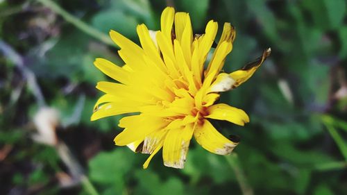 Close-up of yellow flowering plant