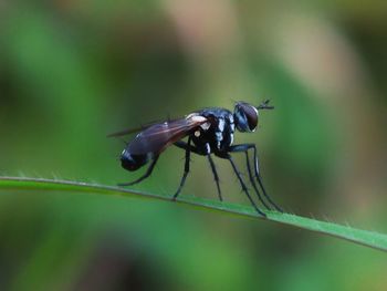 Close-up of insect on plant