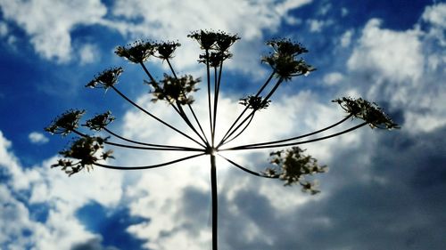 Low angle view of trees against cloudy sky