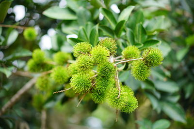 Close-up of fruit growing on tree