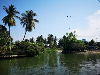 Scenic view of lake and palm trees against sky