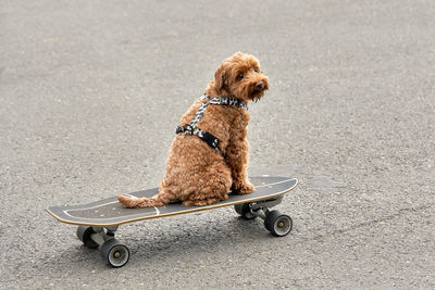 Side view of a dog on skateboard
