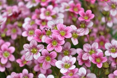 Close-up of pink flowering plants