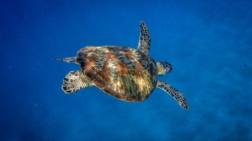 Swimming green sea turtle at pagkilatan