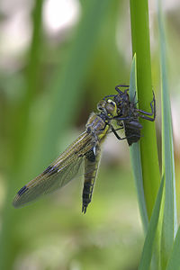 Close-up of dragonfly on plant