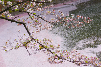 Cherry blossoms in spring