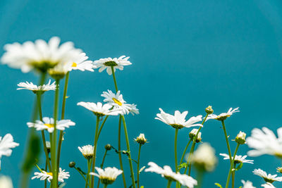 Close-up of white flowering camomiles against blue sky