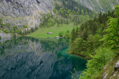 Scenic view of river amidst trees in forest