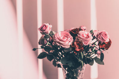 Close-up of pink roses