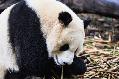 Close-up of a panda