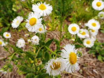 Close-up of white daisy flowers