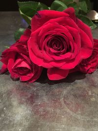 Close-up of pink rose