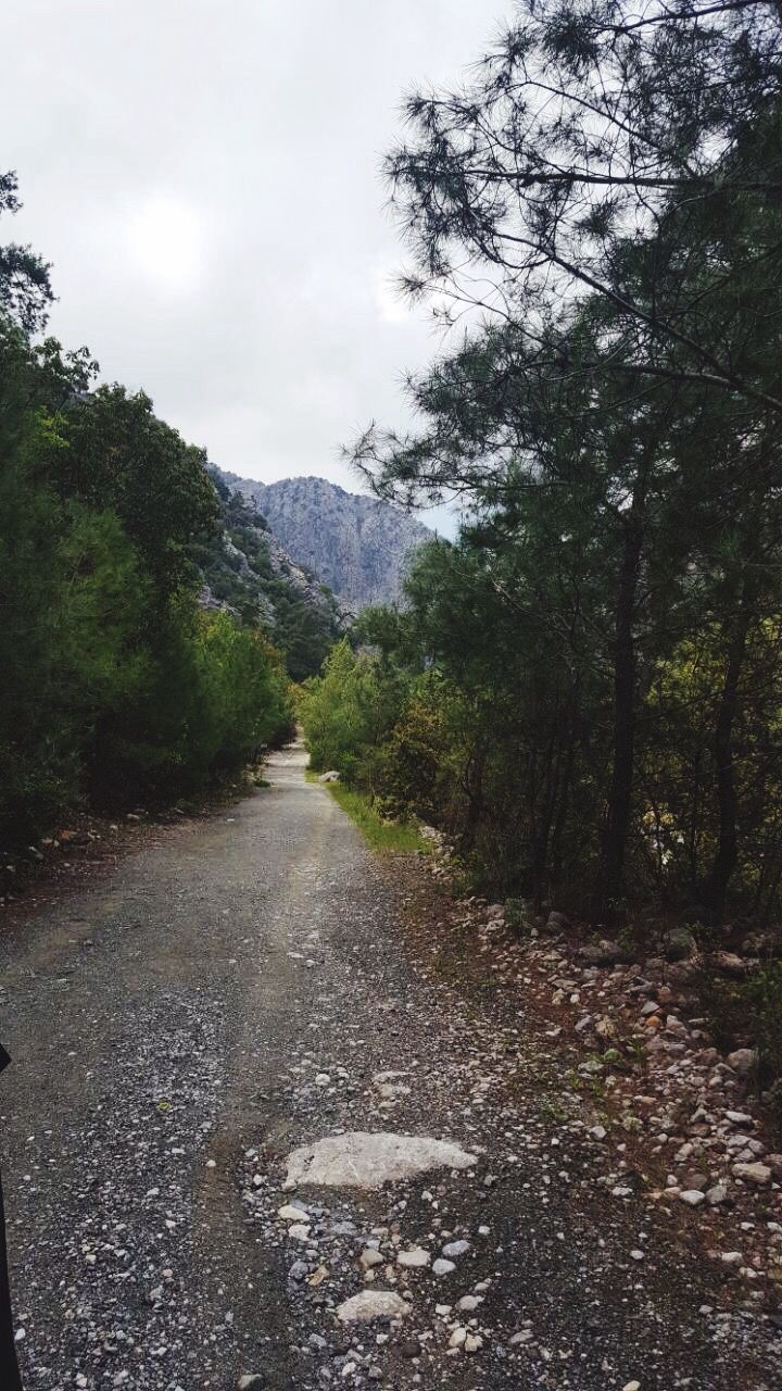 tree, nature, the way forward, tranquility, mountain, day, beauty in nature, forest, landscape, no people, outdoors, sky, tranquil scene, scenics