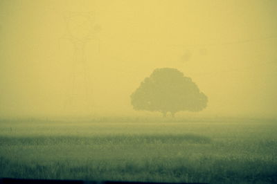 Shadow of tree on field