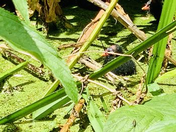 High angle view of insect on leaf