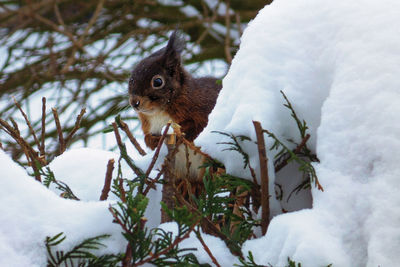 Squirrel on snow covered tree