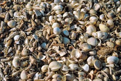 Full frame shot of seashells outdoors