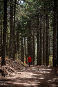 Rear view of man walking in forest