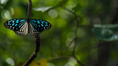 Close-up of butterfly perching on leaf