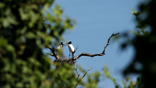 Low angle view of bird perching on tree