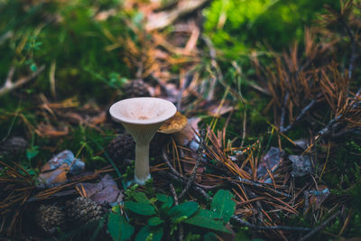 Close-up of mushroom growing on field