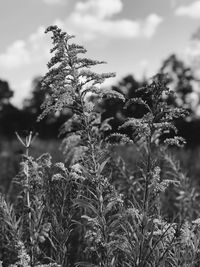 Close-up of plants against sky during winter