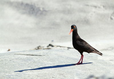 Close-up of bird