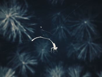 Close-up of spider on tree